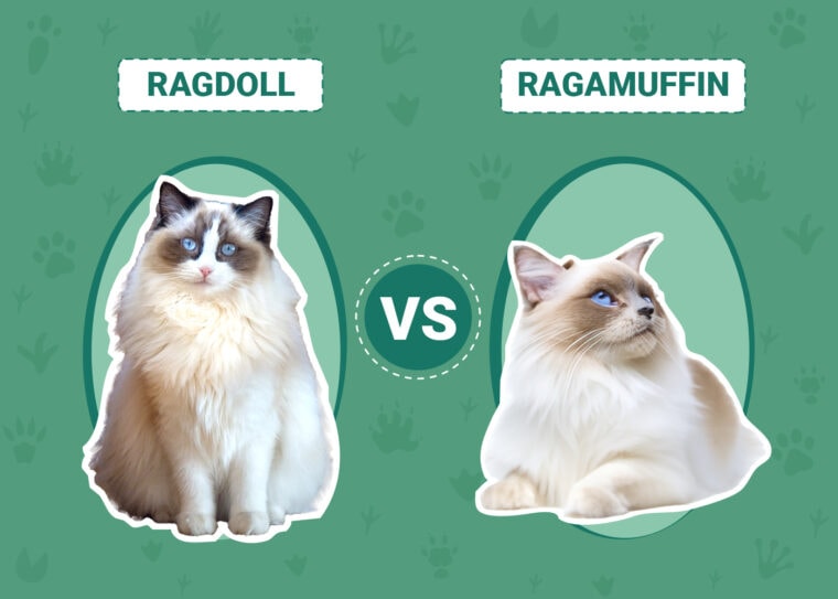 Ragdoll vs Ragamuffin