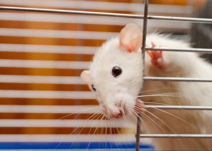 rat looking out of a cage