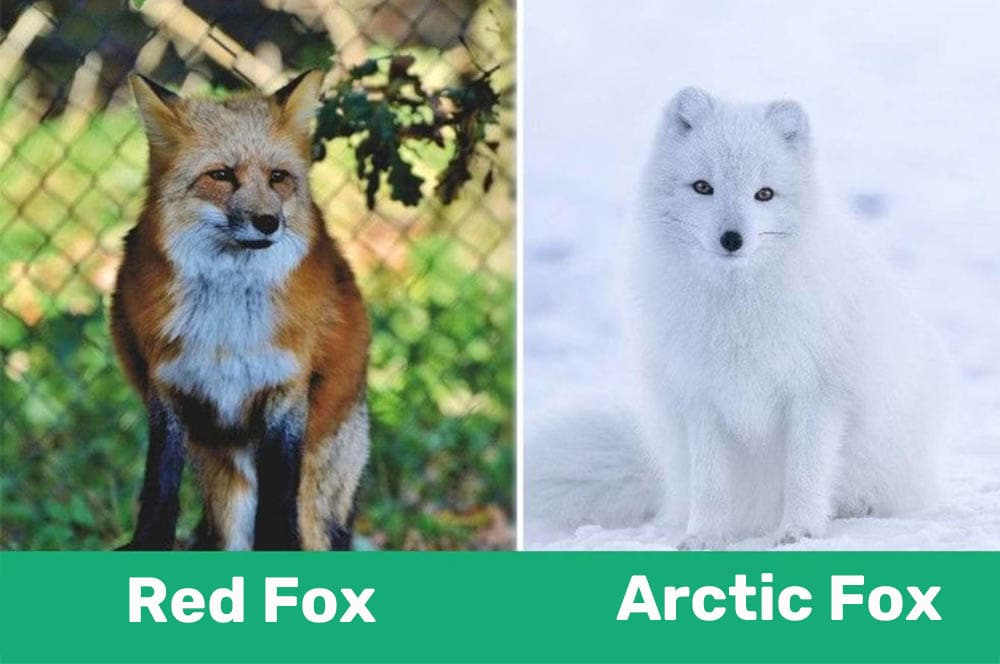 Red Fox Vs Arctic Fox What Are The Differences Pet Keen