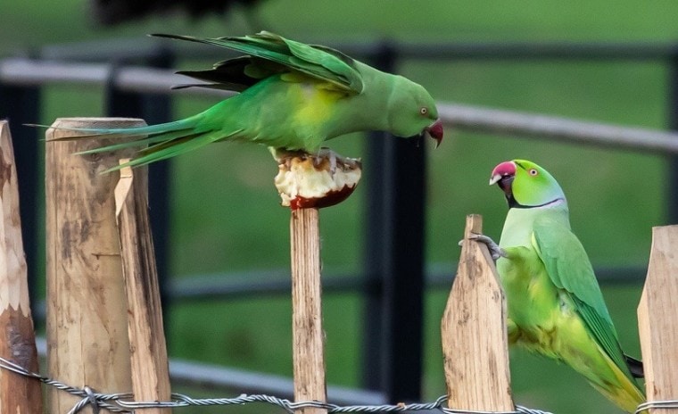 ring-necked-parakeets-pixabay parakeet sounds