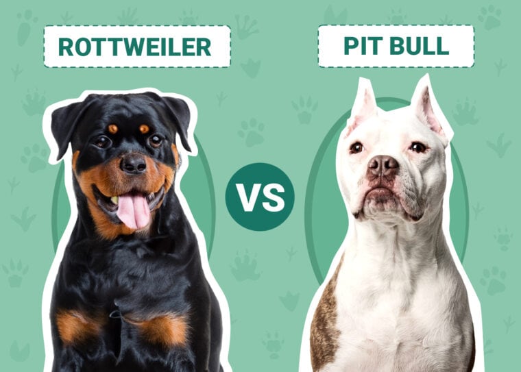 Rottweiler vs Pit Bull