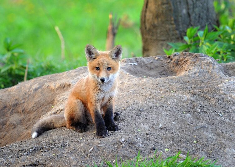 baby fox in spring