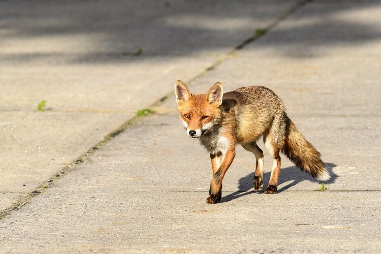 fox in city