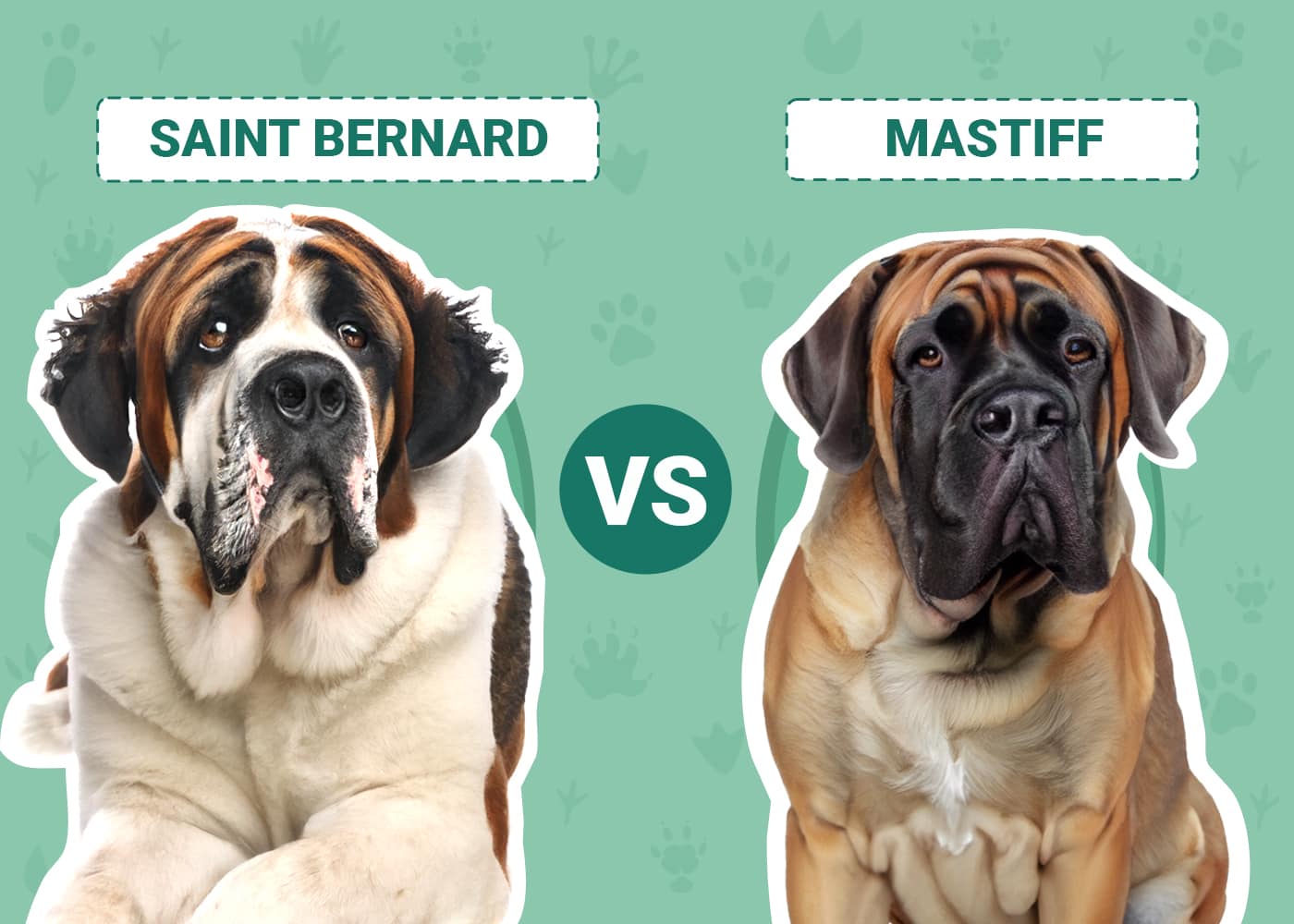 St Bernard vs. Mastiff: The Differences (With Pictures) | Pet Keen
