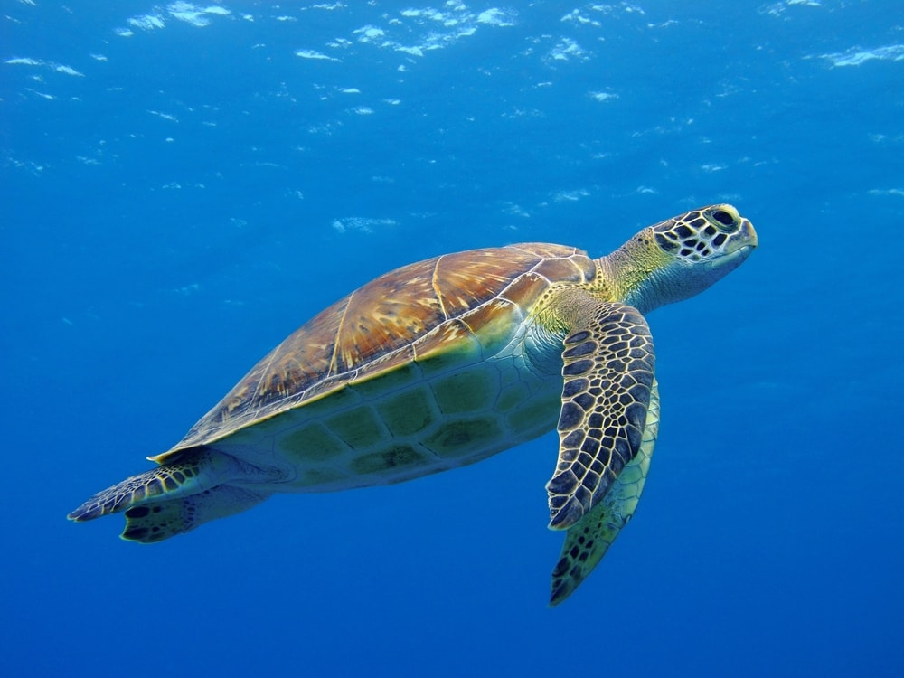 happy cute sea turtle swimming in the ocean