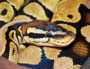 50 Types of Ball Python Morphs & Colors (With Pictures) | Pet Keen