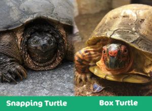 smartsvn vs tortoise