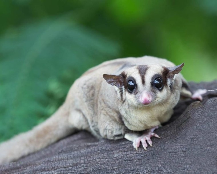 How Much Does a Sugar Glider Cost? (2023 Price Guide) | Pet Keen