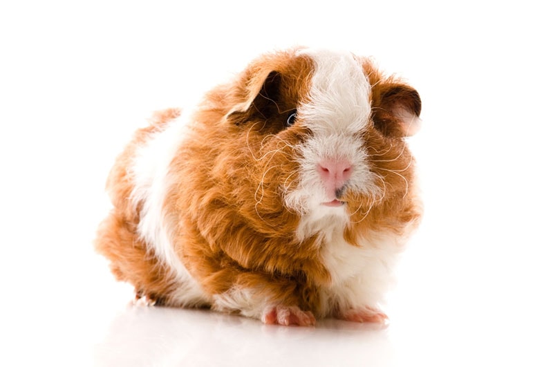 texel guinea pig on white background