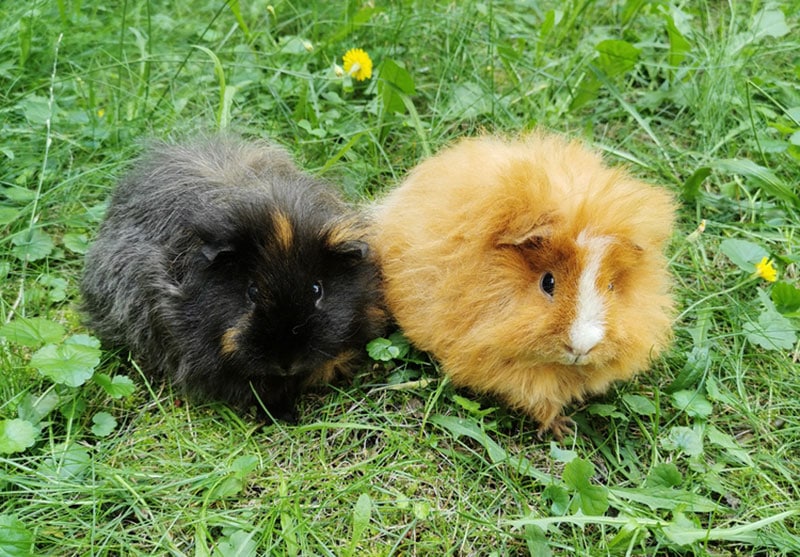texel guinea pigs on green grass