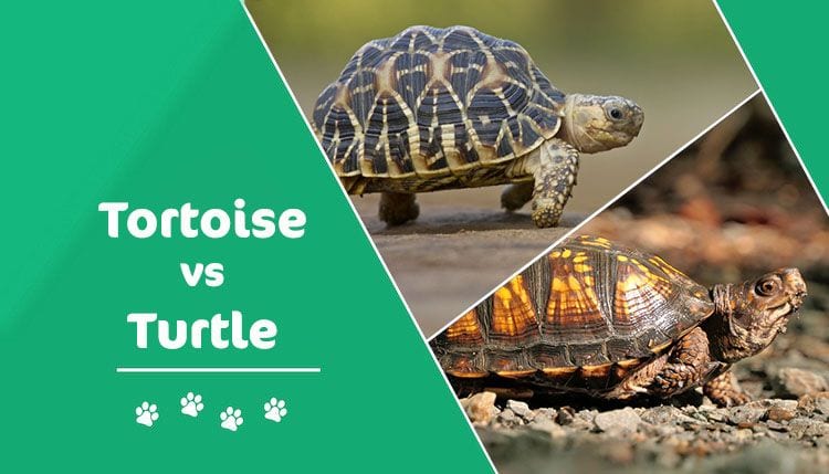 turtle-vs-tortoise-what-s-the-difference-with-pictures-pet-keen
