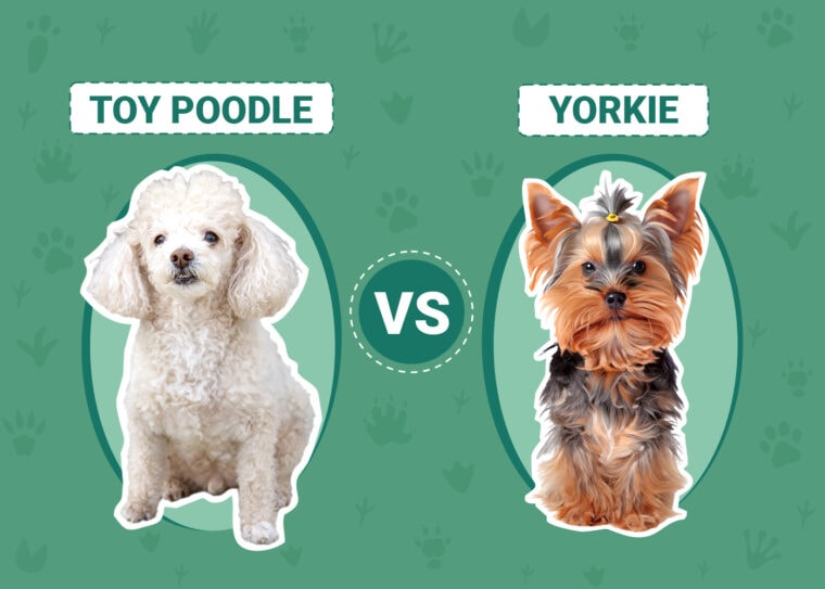 Toy Poodle vs Yorkie