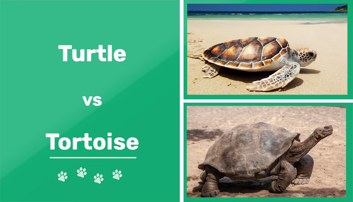 Turtle vs. Tortoise: What's the Difference? (With Pictures) | Pet Keen