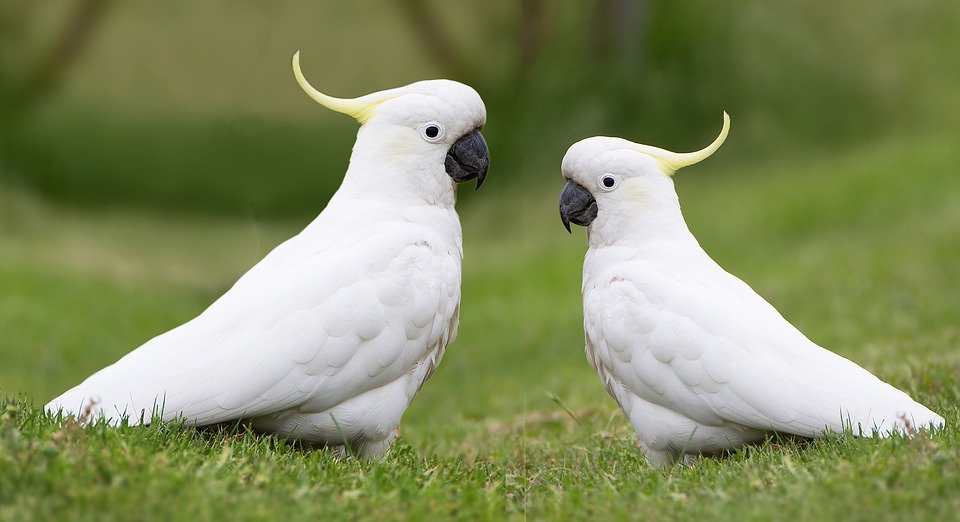 two white cockatoos