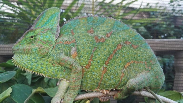 How Much Does a Chameleon Cost? (2022 Price Guide) | Pet Keen