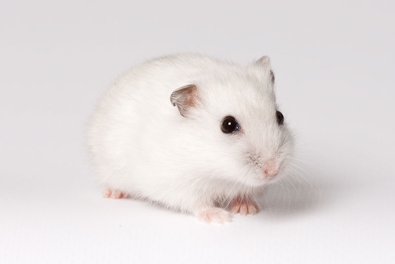 white hamster in white background