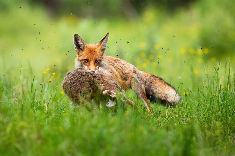 Do Foxes Eat Carrots? Understanding the Eating Habits of Foxes - PlantHD