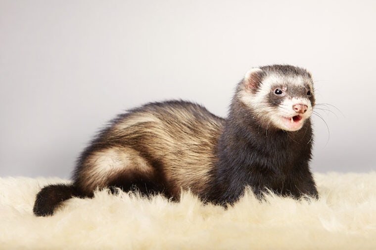 Young male ferret