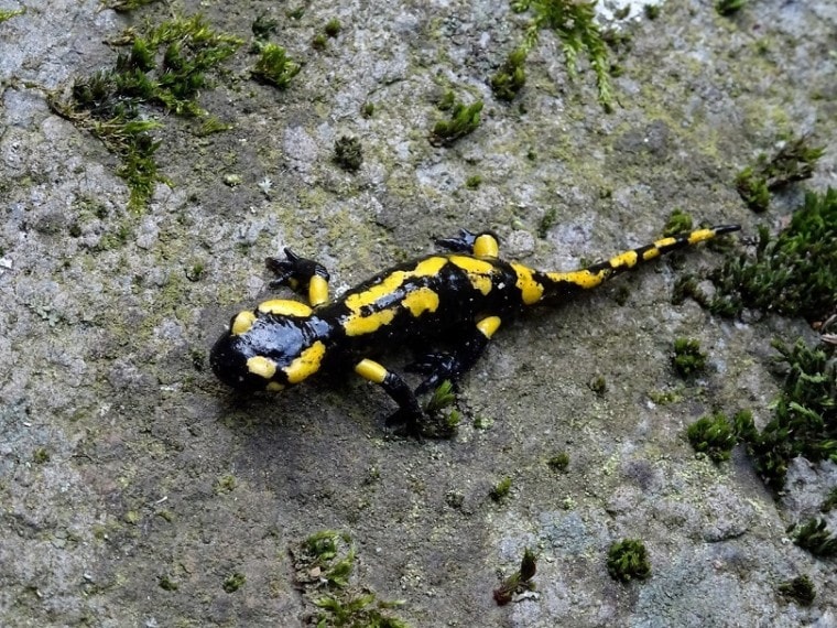 young-salamander-pixabay make good pets