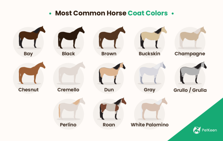 30 Most Common Horse Colors (With Color Chart) | Pet Keen