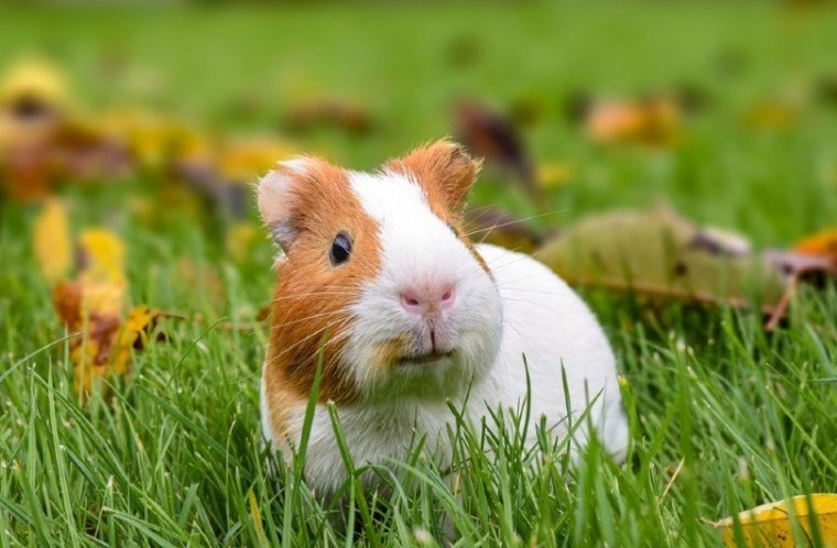 A guinea pig running around in the garden_theianov_Shutterstock