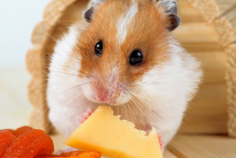 A hamster close-up eats cheese