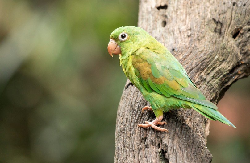 American Parakeets