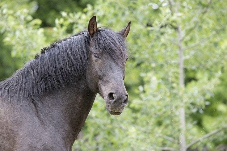 What are the different types of horse breeds?