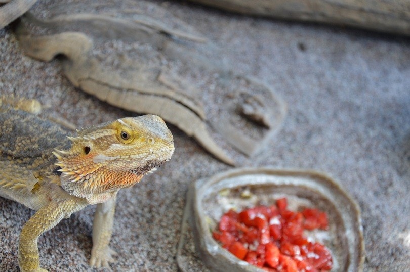 Bearded-dragon-eating-tomato_yophoto90_shutterstock