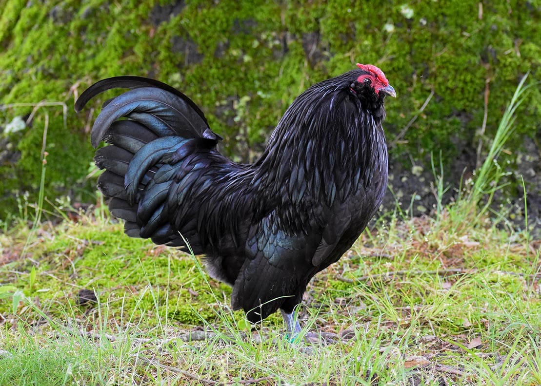 9 Bantam Chicken Breeds (with Pictures) | Pet Keen