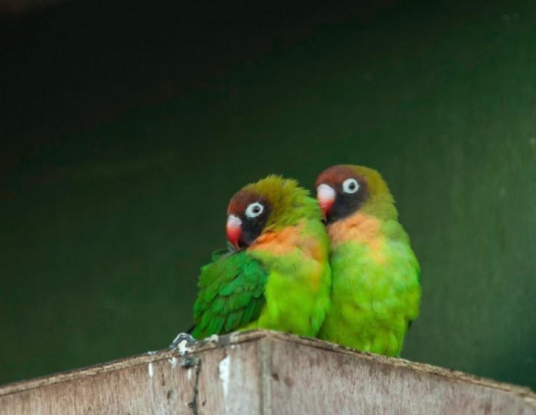 Black-Cheeked Lovebirds