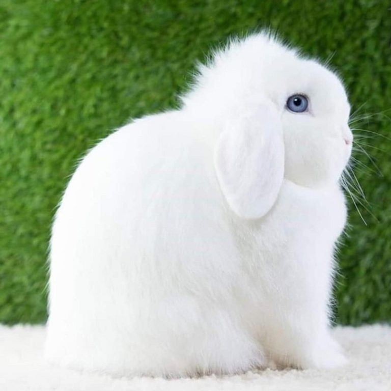 31 Holland Lop Rabbit Colors (with Pictures) Pet Keen