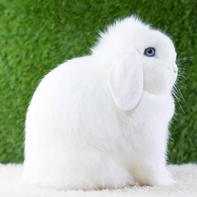 White Mini Lop Rabbit