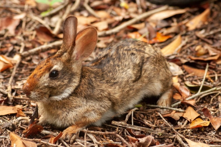 Brazilian Rabbit lying on dry leaves