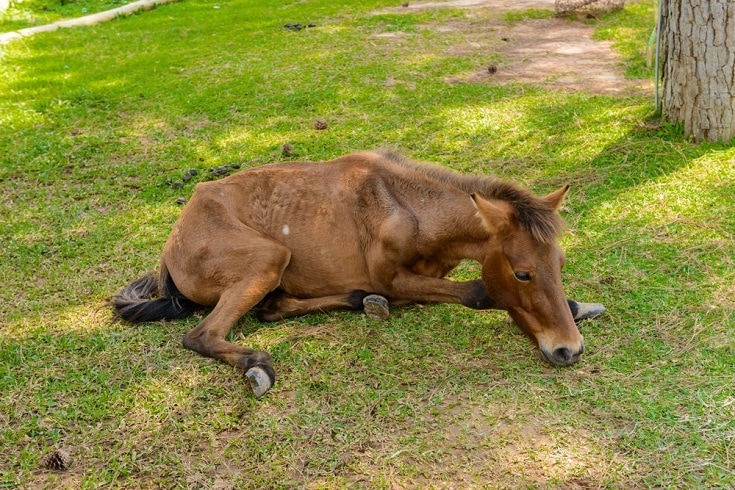 Brown horse with colic