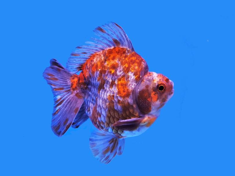 Calico Ryukin Goldfish