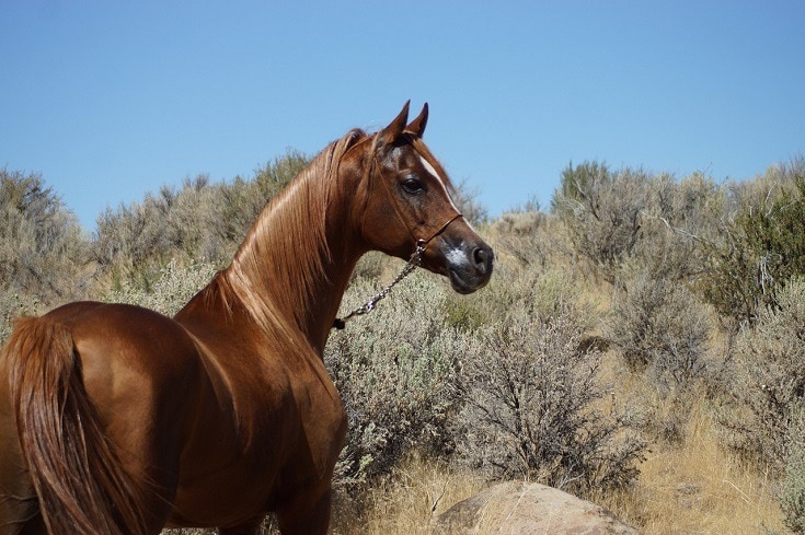 Chestnut-Colored horse