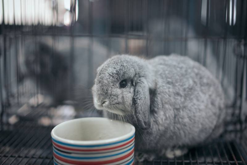 Chinchilla Holland Lop is eating rabbit food in a steel cage