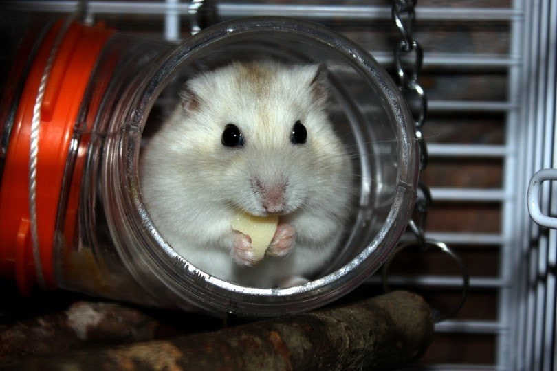 Close-up of white dwarf hamster eating a piece of cheese
