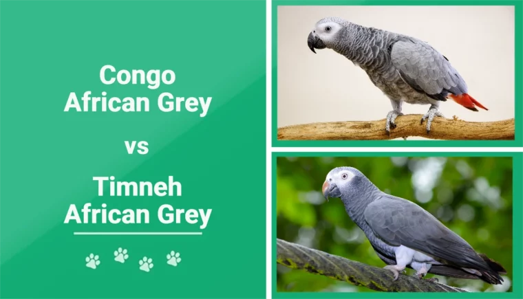 Congo vs Timneh African Grey - Featured Image