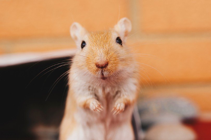 How Much Does It Cost to Own a Gerbil? (Updated in 2021) | Pet Keen
