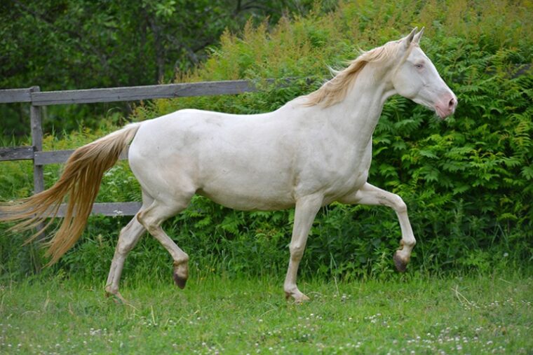 Cremellos horse