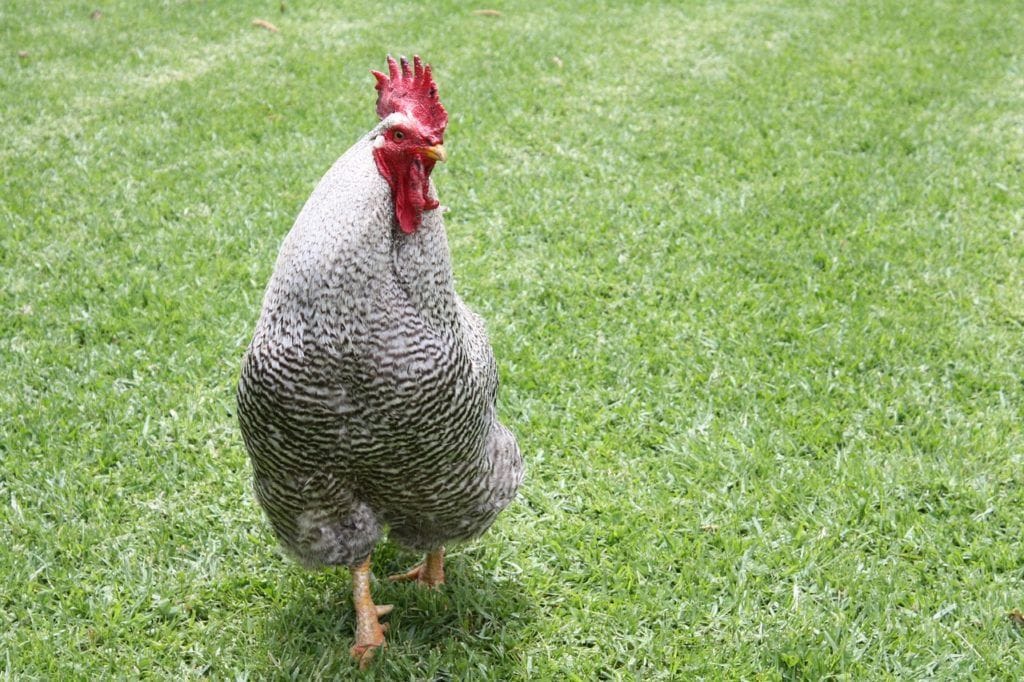 10 Black And White Chicken Breeds With Pictures Pet Keen