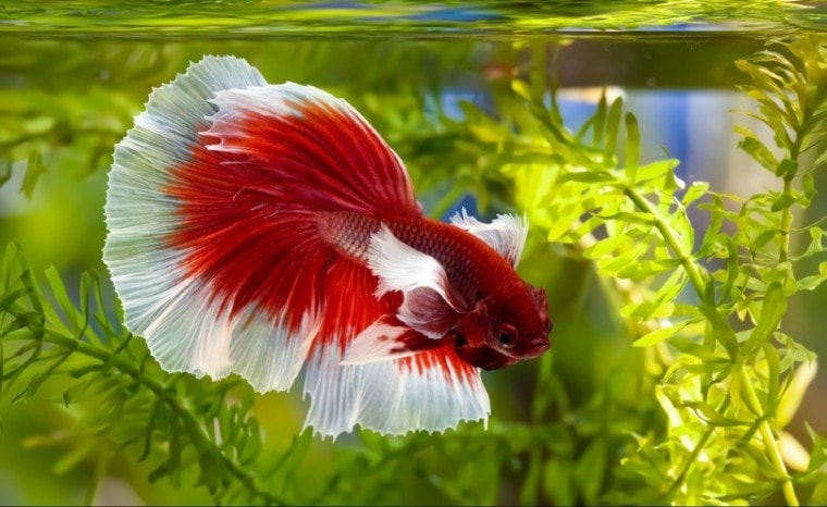 Dumbo Betta Fish_panpilai paipa_Shutterstock