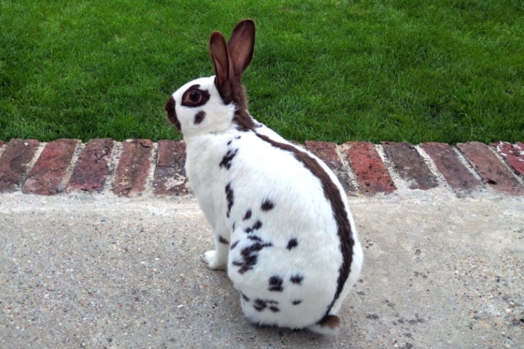 Englsih spot bunny rabbit in the garden