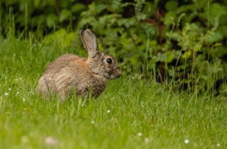 European hare sitting in the grass