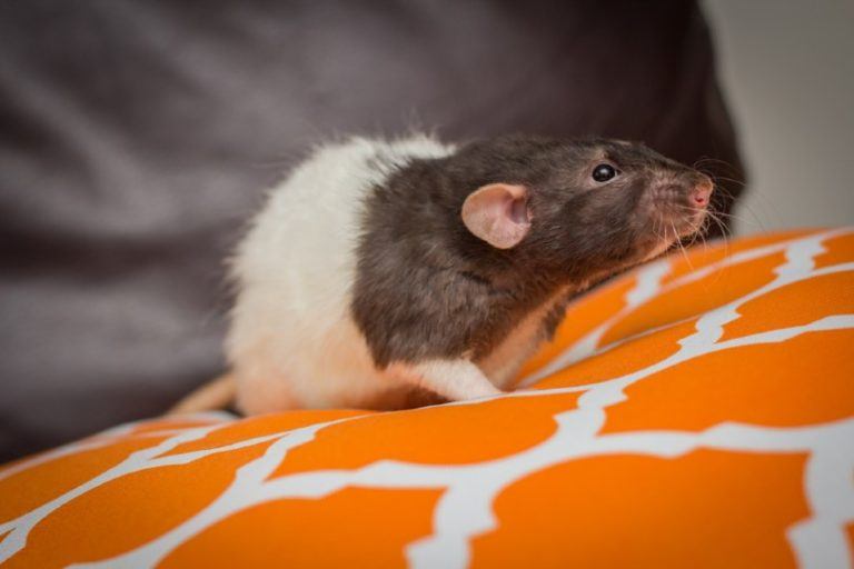 Dumbo Rat Facts Behavior Lifespan Care With Pictures Pet Keen