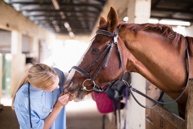 Female vet checking horse teeth