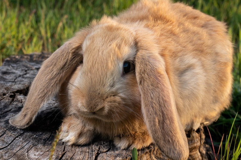 French Lop rabbit sits on the green grass