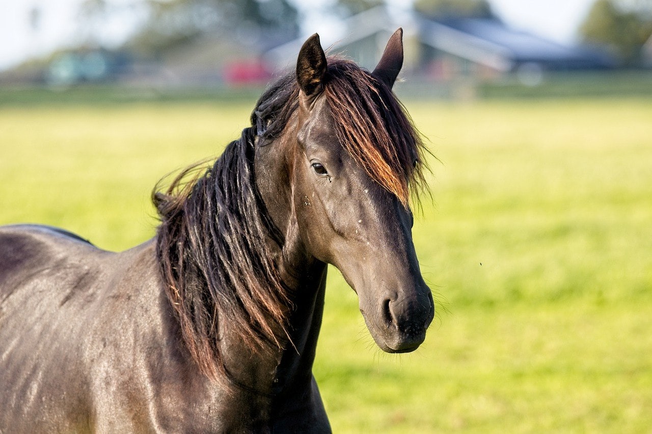 Friesian Horse Facts Lifespan Behavior Care Guide With Pictures